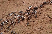 E. burchellii with larvae of a raided wasp nest Flickr - ggallice - Spoils of the raid.jpg