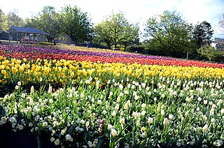 <span class="mw-page-title-main">Floriade (Canberra)</span> Annual spring flower show in Canberra, Australia