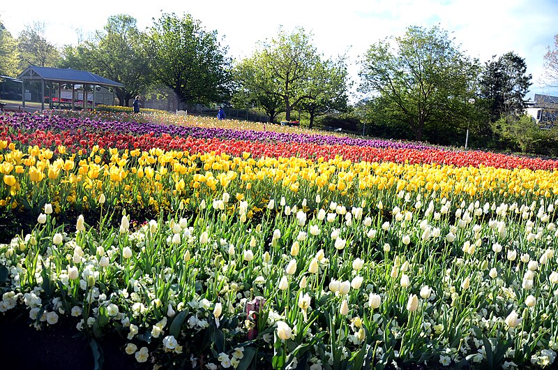 File:Floriade Canberra 2013.jpg