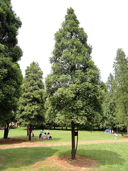 File:Fokienia hodginsii - Kunming Botanical Garden - DSC03290.JPG