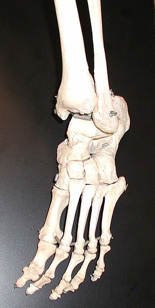 Fail Foot Bones Jpg Wikipedia Bahasa Melayu Ensiklopedia Bebas