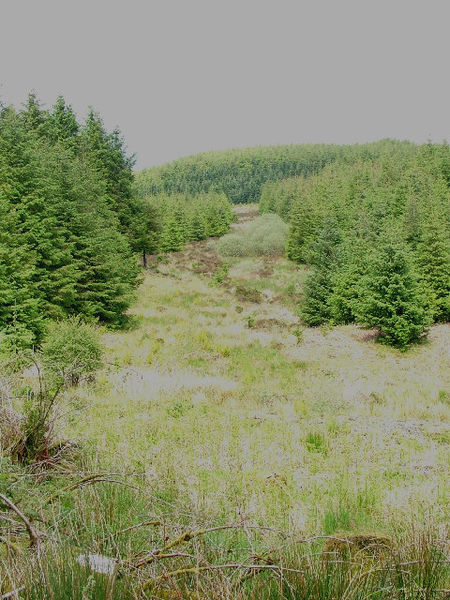 File:Forest Ride - geograph.org.uk - 15857.jpg