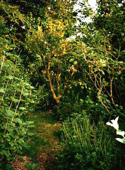 Robert Hart's forest garden in Shropshire, England