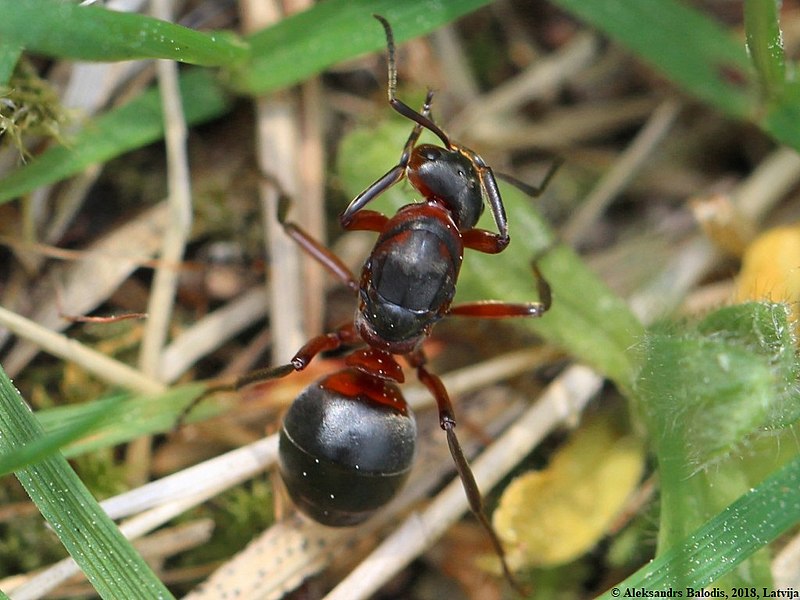 File:Formica polyctena 01.JPG