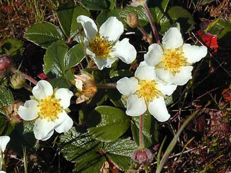 Fragaria_chiloensis