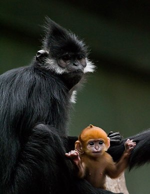 Tonkin black langur with young