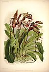 Frederick Sander - Reichenbachia I plate 03 (1888) - Cypripedium sanderianum.jpg