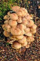 Fungus (10128908136).jpg