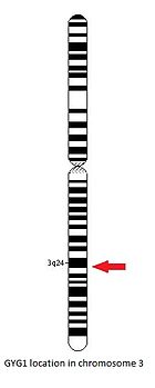 GYG-1 gene location in chromosome 3. GYG-1 gene location.jpg