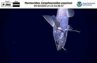 <i>Coryphaenoides yaquinae</i> Species of fish