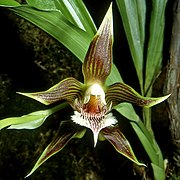 Galeottia grandiflora Type species