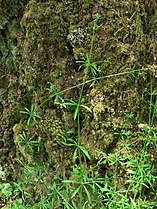 Galium aparine