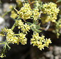 staminate plant, Spring Mountains, NV