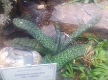 Gasteria carinata var retusa, a distichous variety from near Worcester. Gasteria carinata var retusa - Kirstenbosch 2.jpg