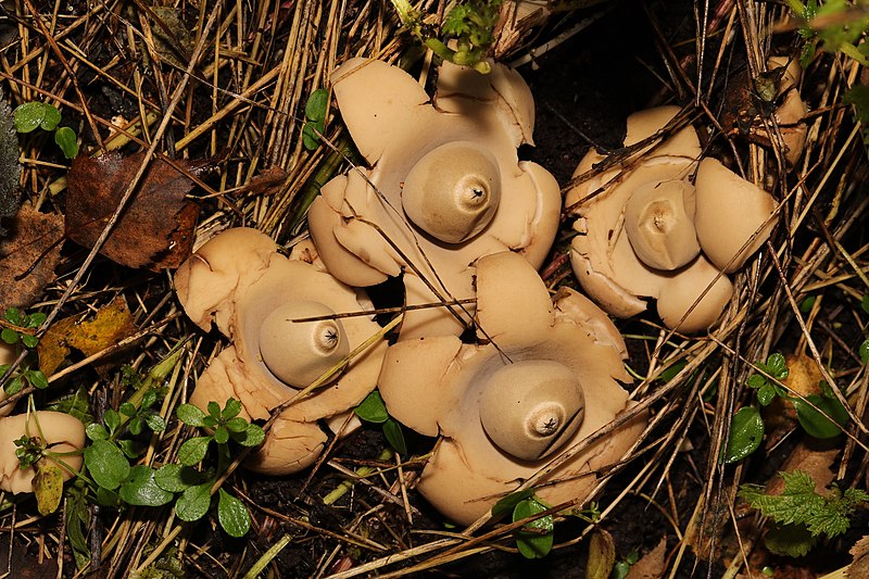 File:Geastrum triplex 55467684.jpg