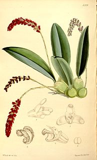 <i>Genyorchis</i> Genus of orchids