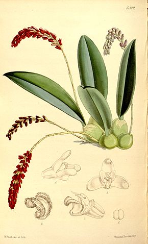 Descrierea imaginii Genyorchis pumila (ca Bulbophyllum pavimentatum) - Curtis '88 (Ser. 3 nr. 18) pl.  5329 (1862) .jpg.