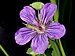 Geranium wlassovianum J2.jpg