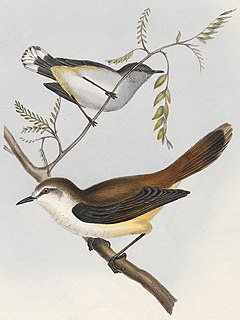 Grey thornbill Species of bird