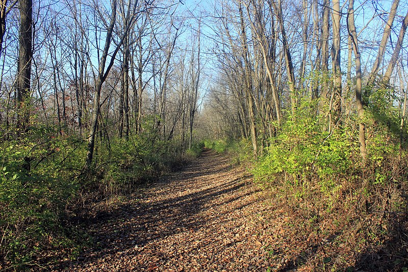 File:Gfp-iowa-bellevue-state-park-forest-hiking-trail.jpg