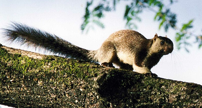 Grizzled Squirrel Wildlife Sanctuary - Wikipedia