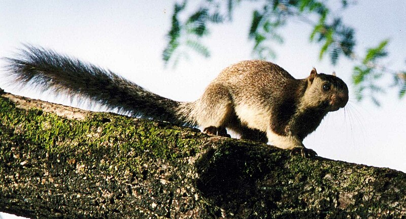 File:Giant-squirrel.jpg