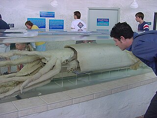 Giant squid in tank.jpg