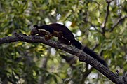 Giant squirrel at Satpura Tiger Reserve