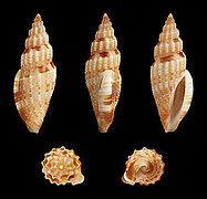 Gingicithara cylindrica (en), un Mangeliidae.