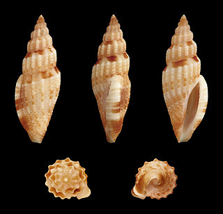 <i>Gingicithara cylindrica</i> Species of gastropod