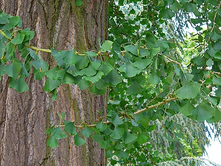 Tập tin:Ginkgo biloba 003.JPG