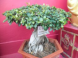 Ginseng Ficus Hong Kong.jpg