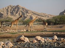 Giraffa camelopardalis camelopardalis (Al Ain Zoo, Émirats arabes unis) .jpg