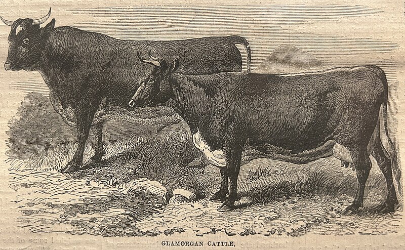 File:Glamorgan Cattle.jpg