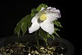 Glaucidium palmatum fma. albescens Aomori, Japan