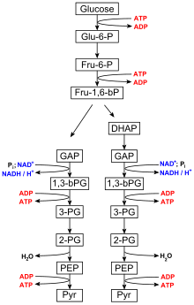 Glycolysis overview Glycolysis overview.svg