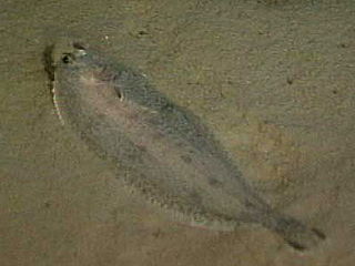 Witch (righteye flounder) Species of fish