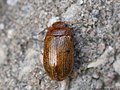 Gonioctena quinquepunctata (Fabricius, 1787)