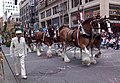 The Budweiser Clydesdales are a frequent participant.