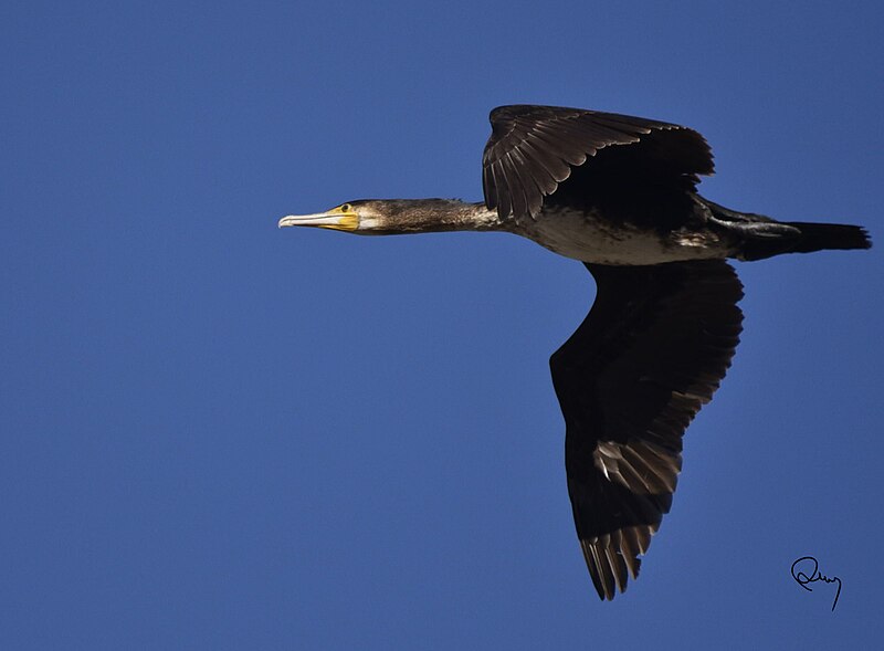 File:Grand cormoran DSC7679 (50966198878).jpg