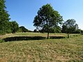 Trockener Sommer in England: hochstehende Pflanzen, harte Schatten, vertrocknete Stellen.