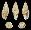 * Nomination Shell of a Dove snail , Graphicomassa ligula --Llez 04:58, 22 May 2021 (UTC) * Promotion  Support Good quality. --Tournasol7 05:35, 22 May 2021 (UTC)