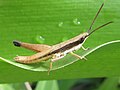 Grasshopper 2 (6802967766).jpg