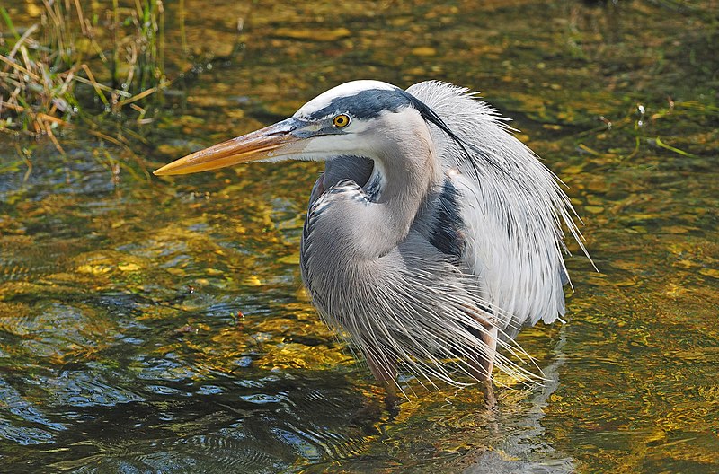 File:Great Blue Heron - Ardea herodias, Big Cypress National Preserve, Ochopee, Florida, February 2, 2022 (51956220010).jpg