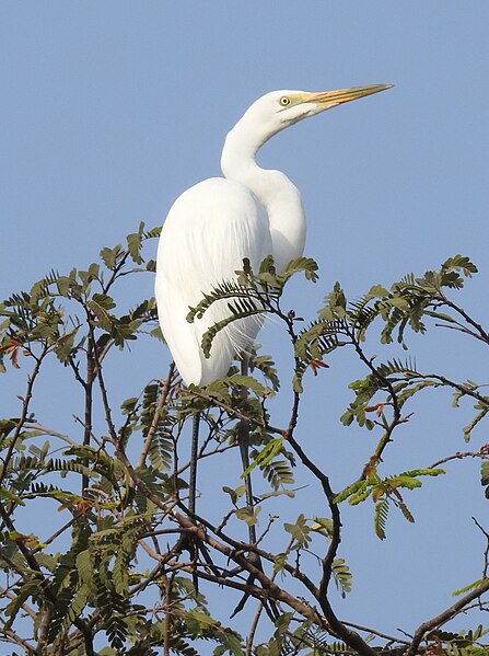 File:Great Egret Ardea alba Non-br by Dr. Rju Kasambe DSCN5026 (7).jpg