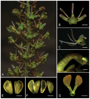 <i>Liparis pingxiangensis</i> Species of orchid