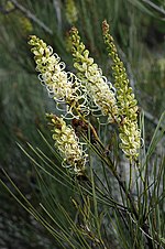 Thumbnail for Grevillea candicans