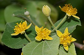 Grewia tiliifolia