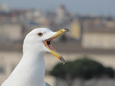 A gull's upper mandible can flex upwards because it is supported by small bones which can move slightly backwards and forwards.