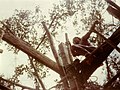 Les madriers sont en bois de wacapou (Vouacapoua americana)
